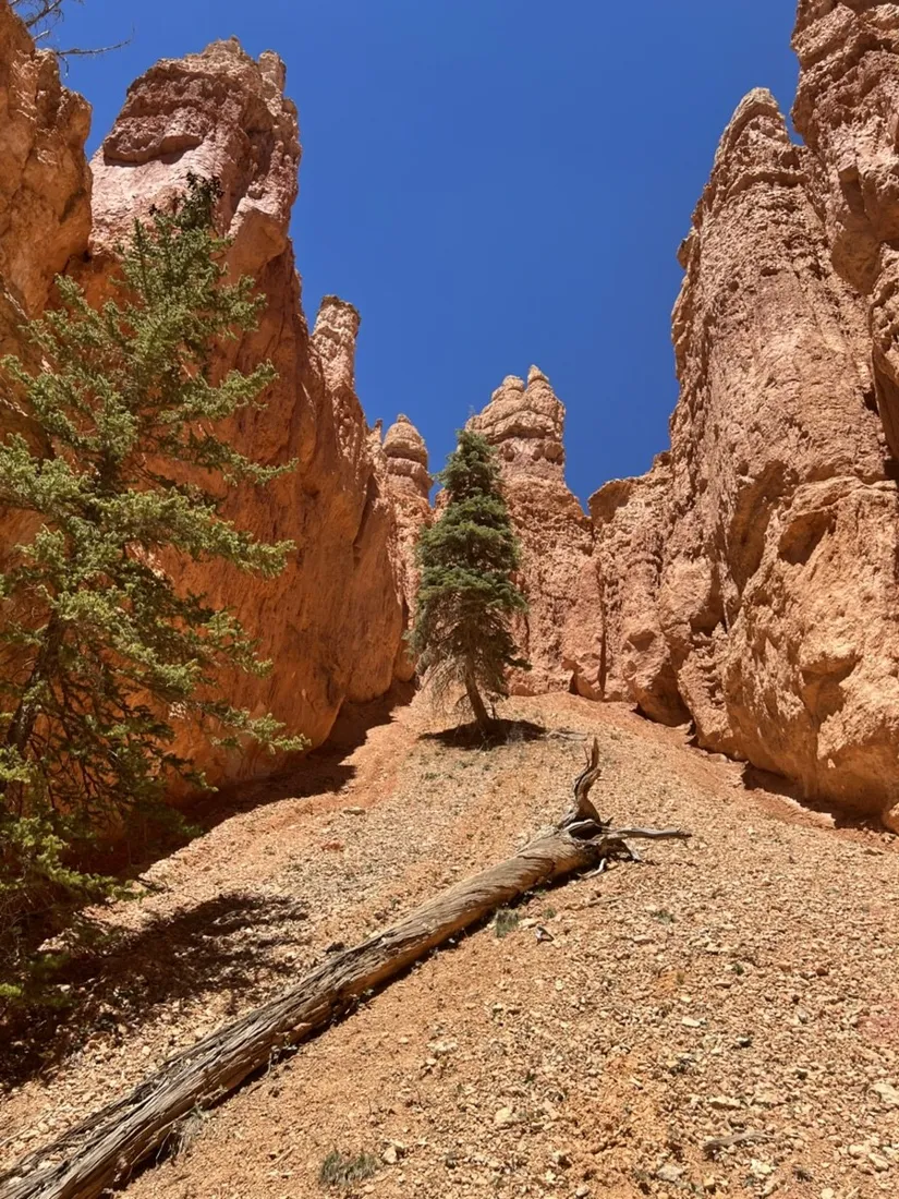 Pines and hoodoos along the Peekaboo Loop trail