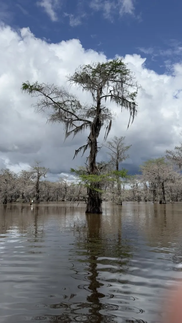 A lone cypress reflected in the still water of Caddo Lake