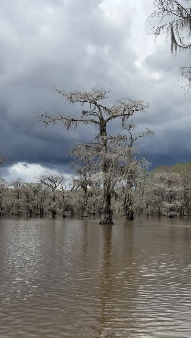 Bald cypress trees rising from Caddo Lake's open water
