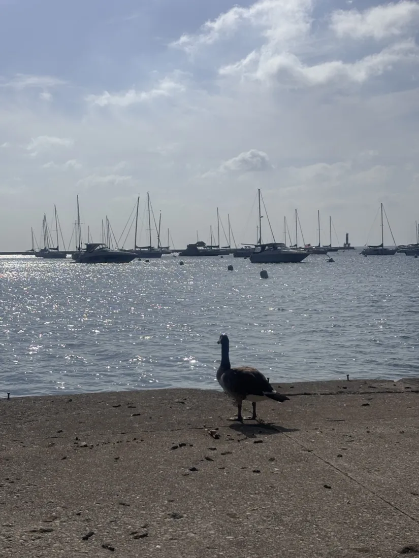 A Canada goose on the Monroe Harbour seawall, sailboats moored off Grant Park