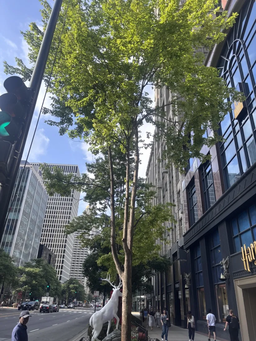 A leafy block of the Magnificent Mile, North Michigan Avenue, with a white stag sculpture and morning shoppers
