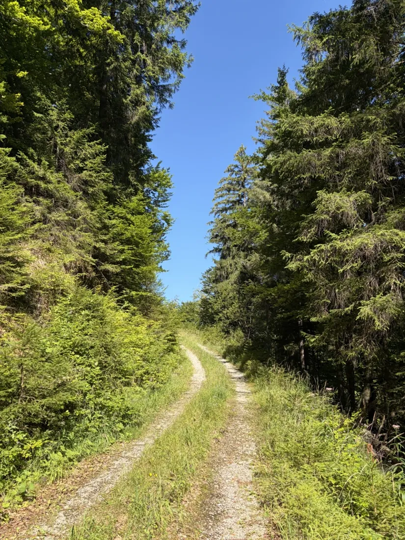 Wo der Forstweg endet, klettert die Route weglos durch den Wald weiter