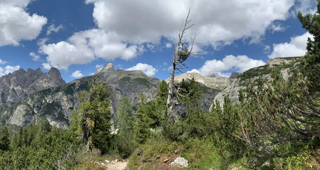 The trail winding through pines toward the Dolomite peaks