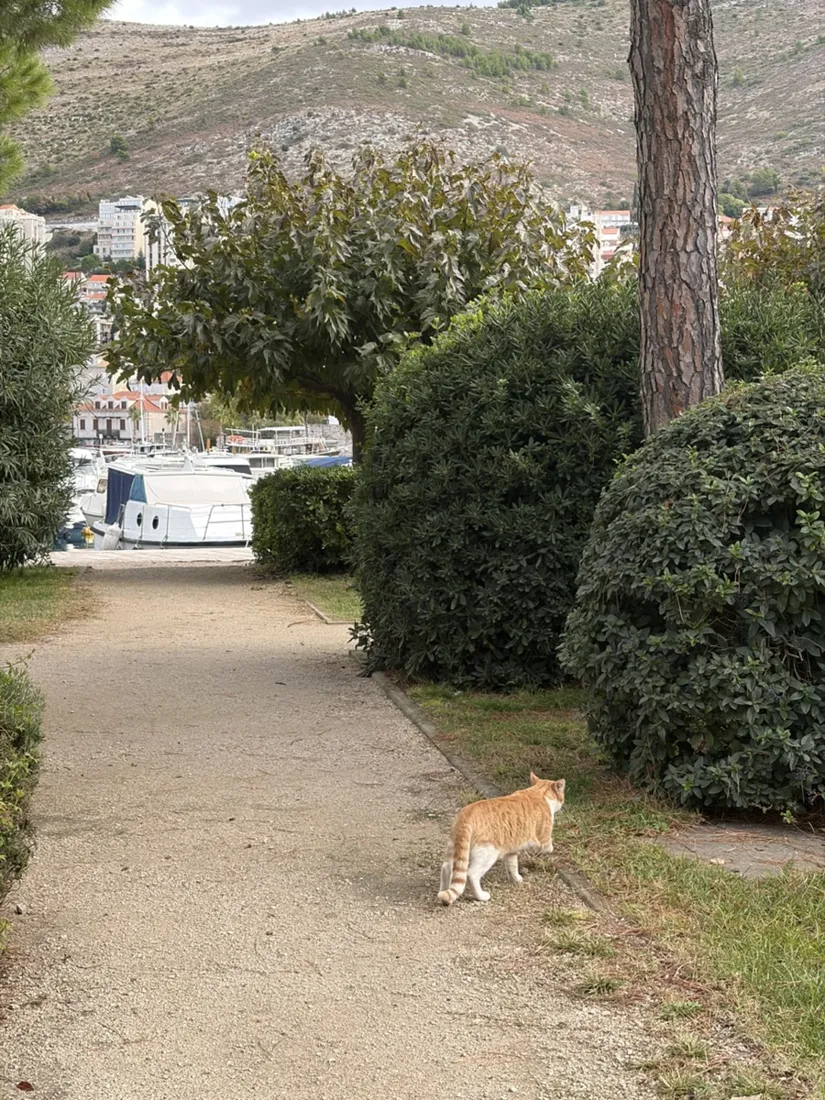A ginger cat on a tree-lined path beside the harbour at Batala