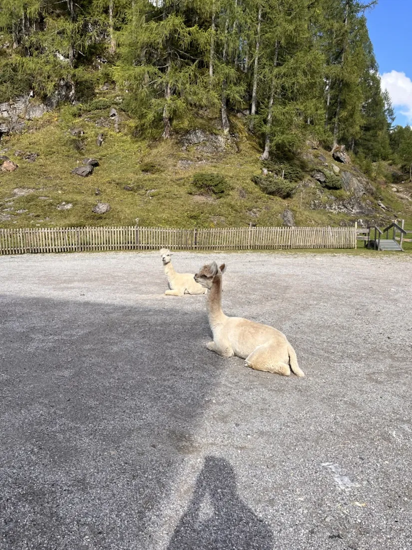 Alpacas at the Felseralm, 1,633 m, on the way down