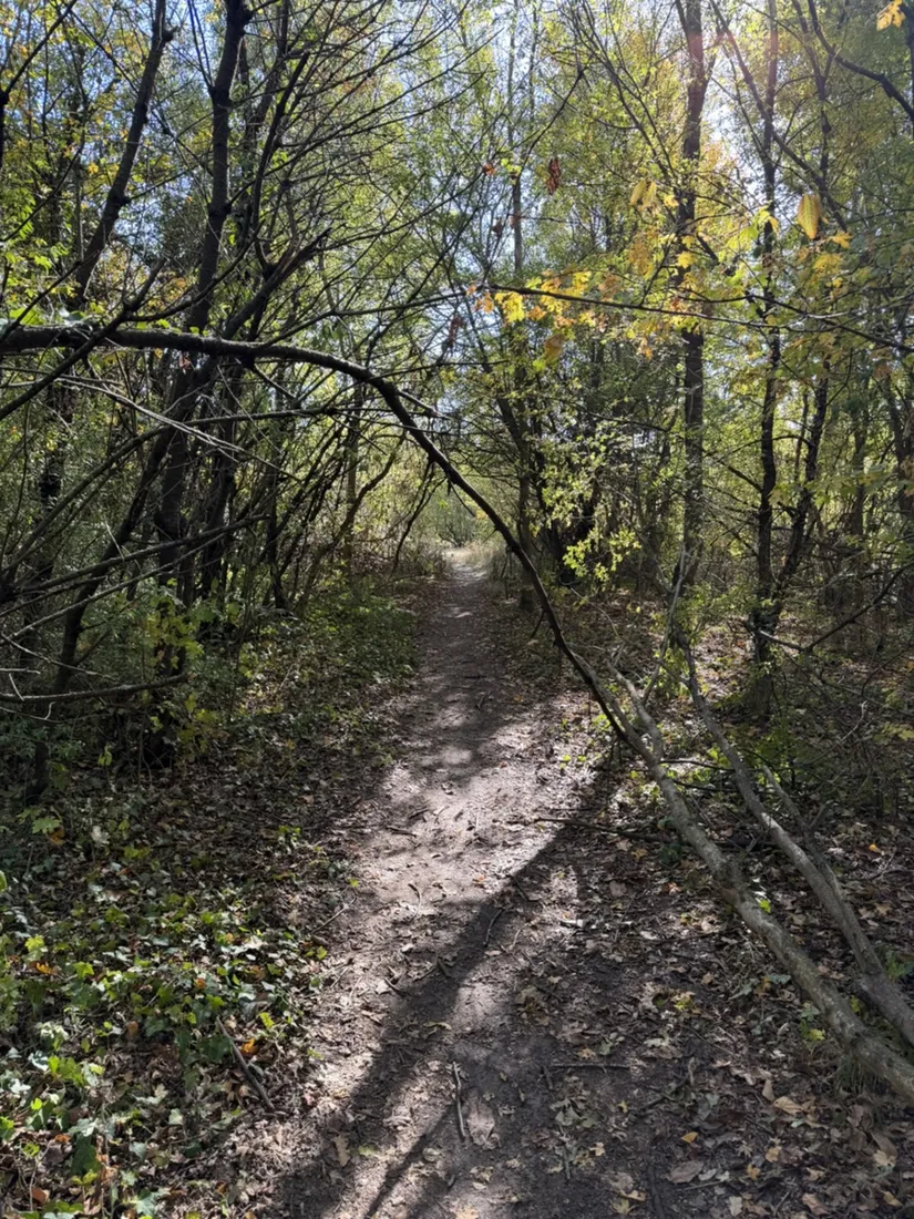 An autumn woodland path on Afritschweg near Friedensstadt, east of the Hermesvilla