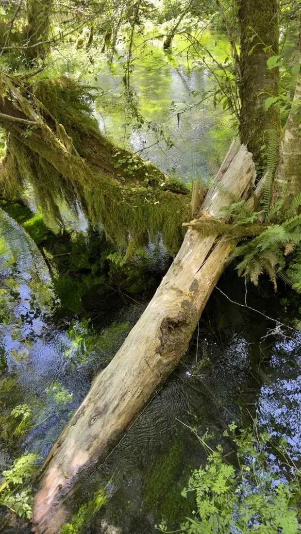 Ferns and moss covering the rainforest floor