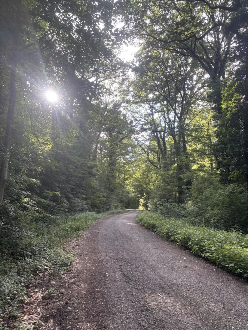 Sonne, die auf einer Forststraße im Maurer Wald durch die Bäume bricht