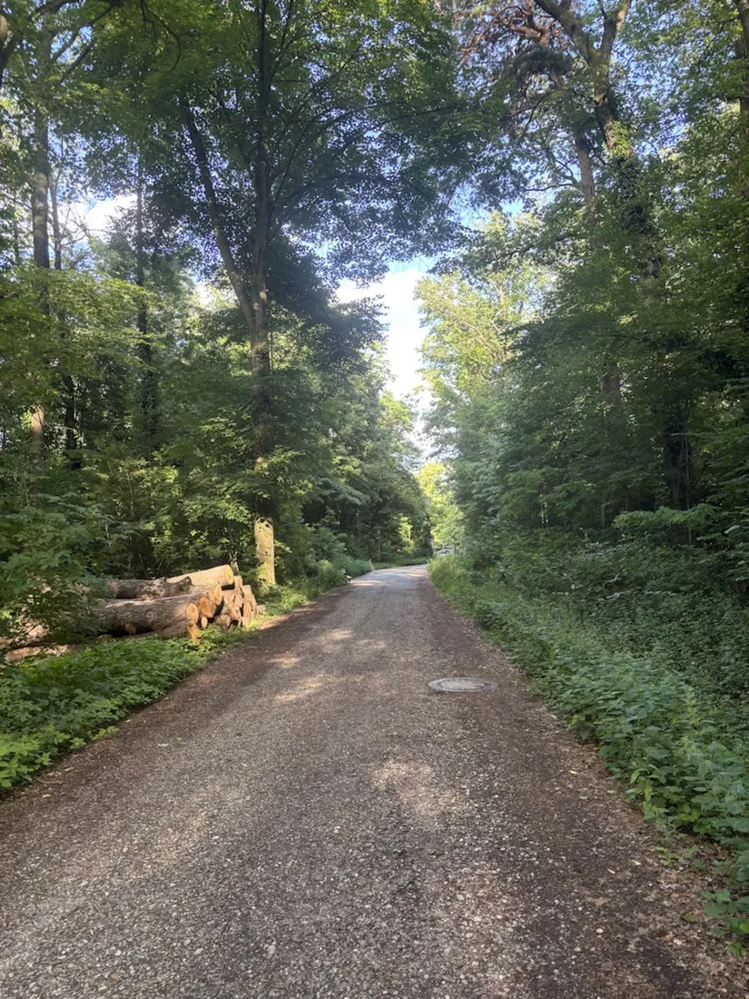 Eine Forststraße durch den Maurer Wald, am Rand gestapelte Holzstämme