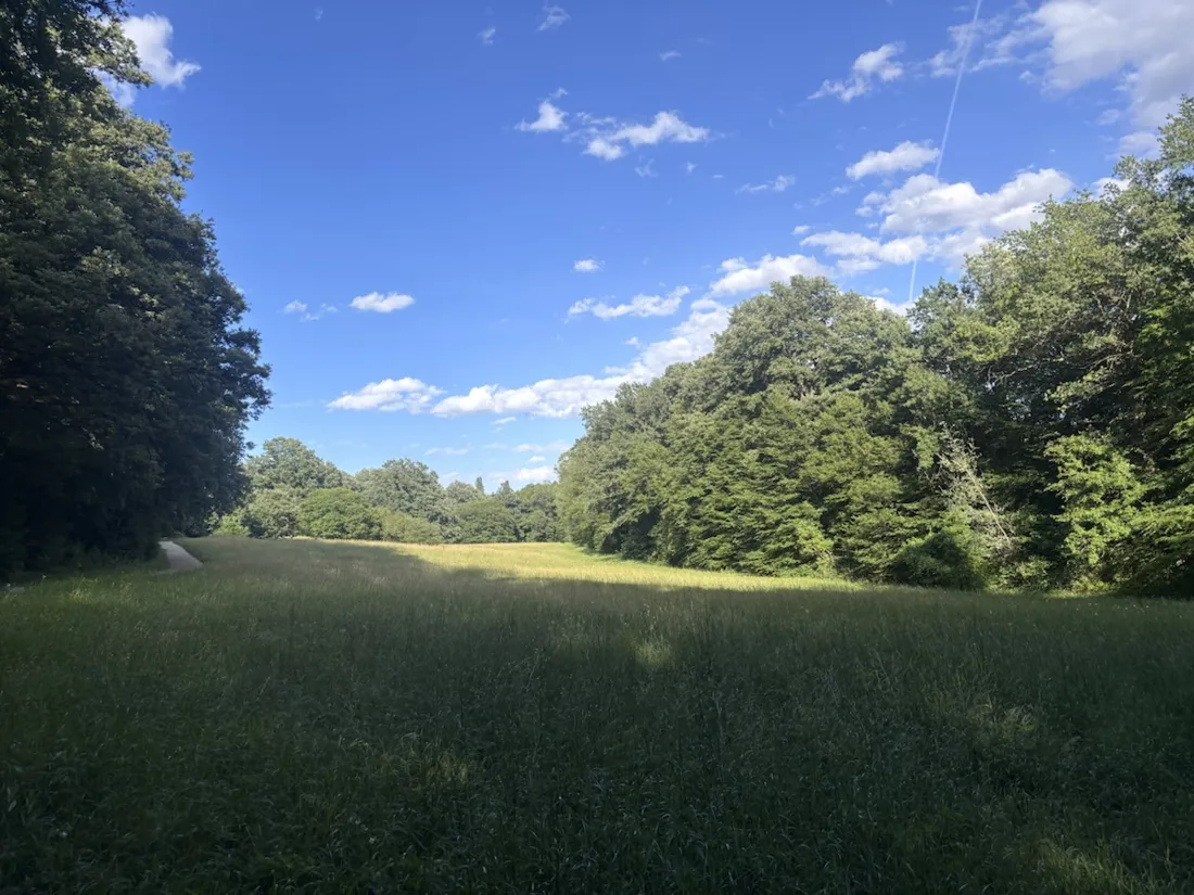 Eine sonnige Wiesenlichtung im Maurer Wald unter blauem Himmel