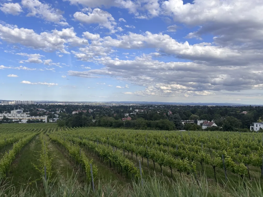 Weingärten an den Maurer Hängen mit Panorama über Wien
