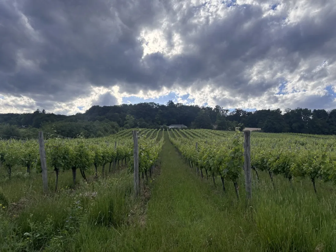 Rebzeilen, die unter dramatischem Abendhimmel zum Wald hinaufziehen
