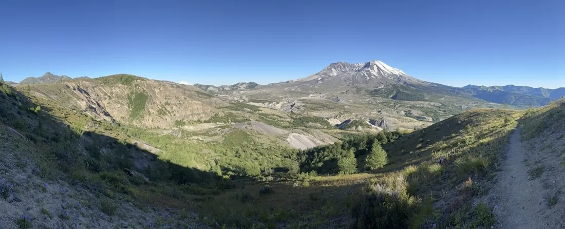 Bleached snag left by the 1980 eruption against the recovering landscape
