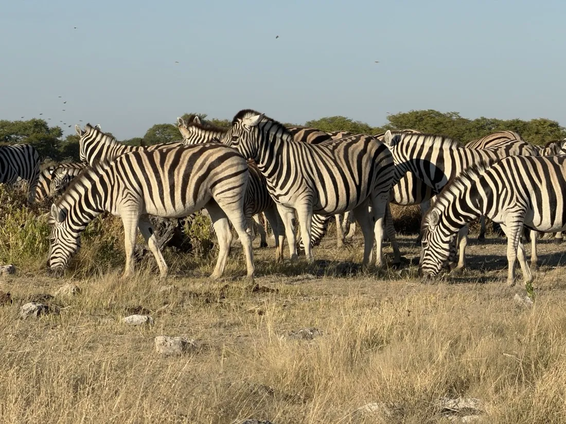Zebras crossing the road in Etosha National Park