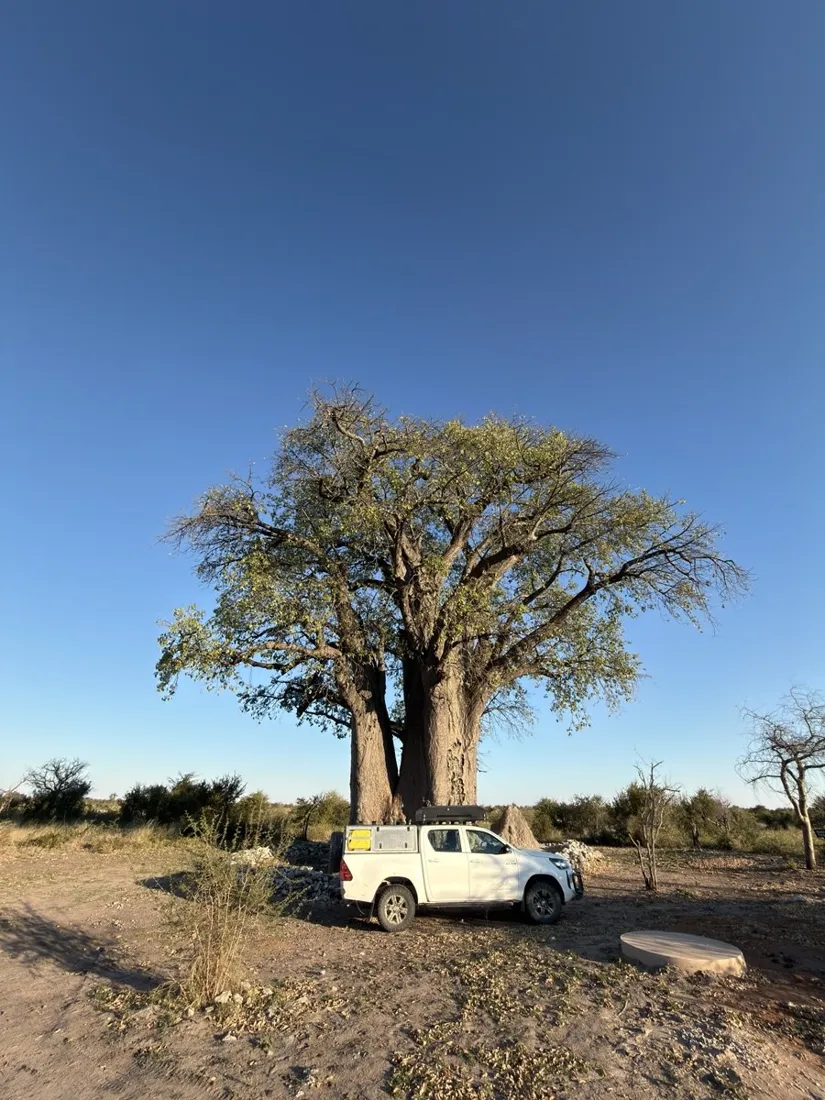 Expedition 4x4 under a giant baobab in the Kalahari
