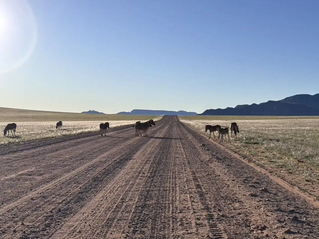 Wild animals on an endless gravel road at dawn