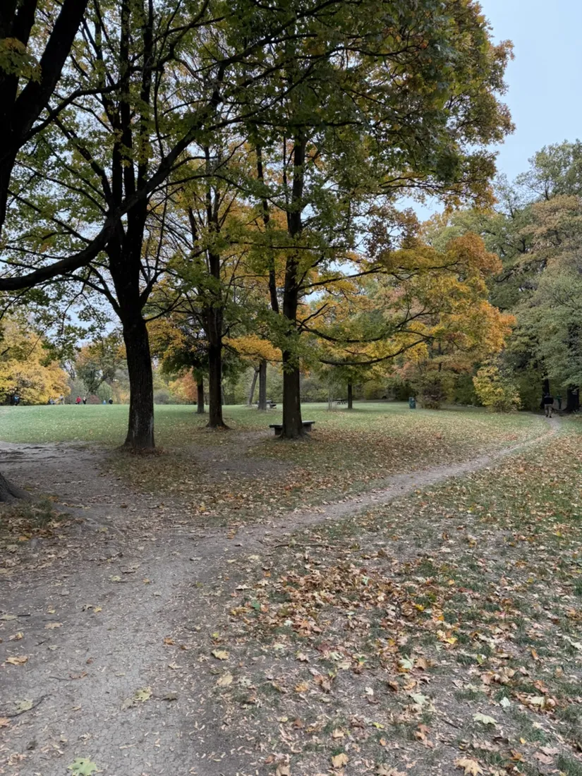 Autumn trees and a fork in the paths beside the Pelzer Rennweg