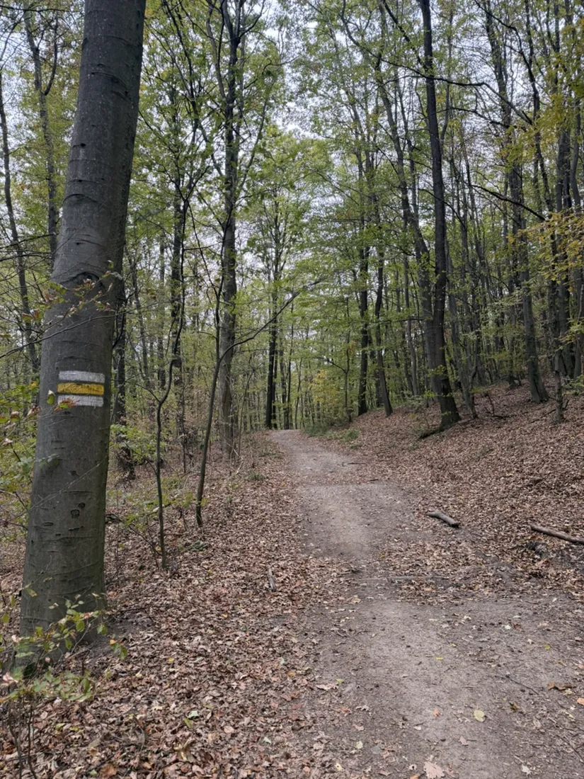 A marked woodland path east of Rieglerhütte, with fallen leaves underfoot