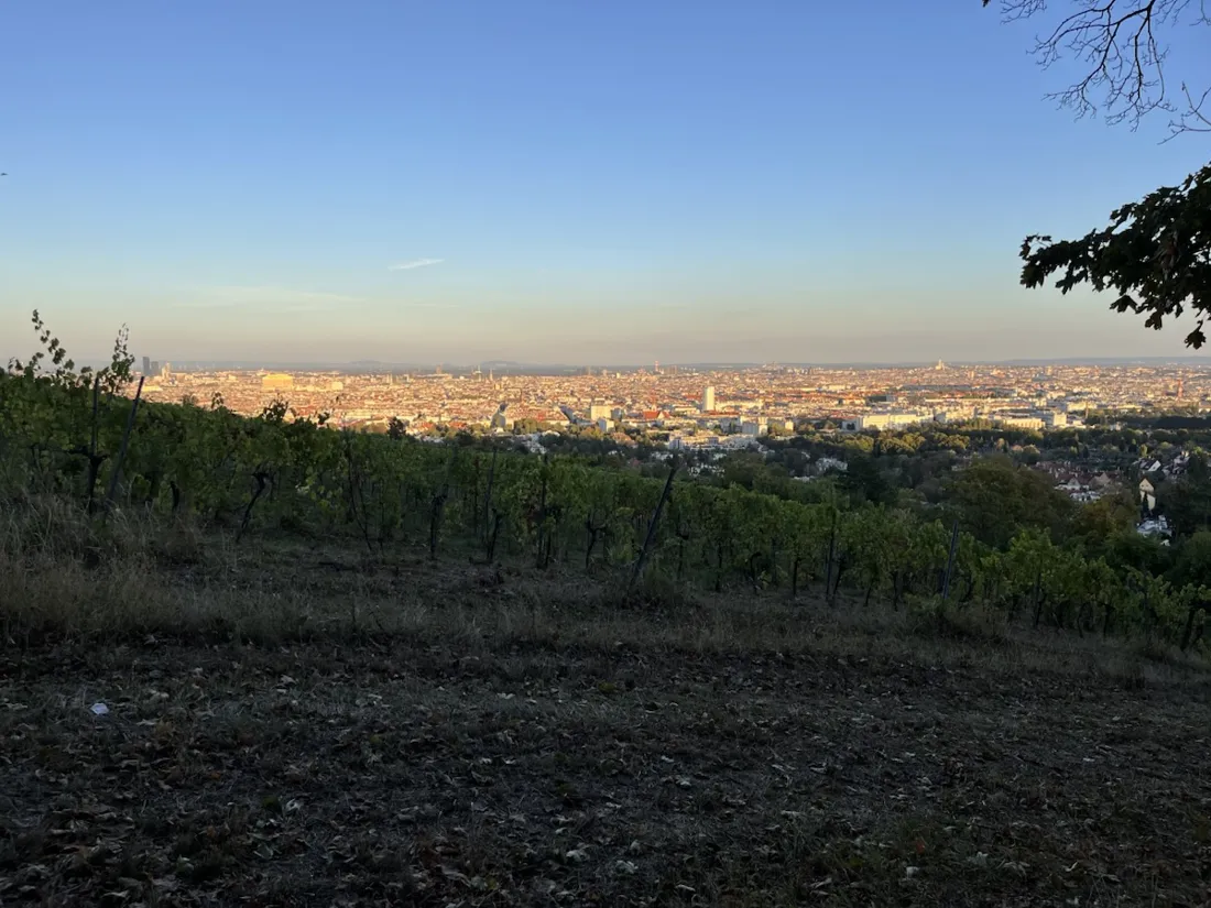 The reason for the route: a working vineyard at 346 m with the whole of Vienna behind it