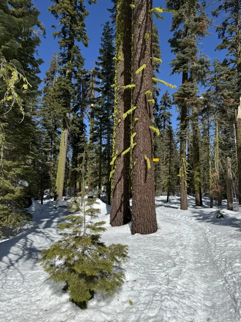 Snowshoe trail winding through deep snow between the pines